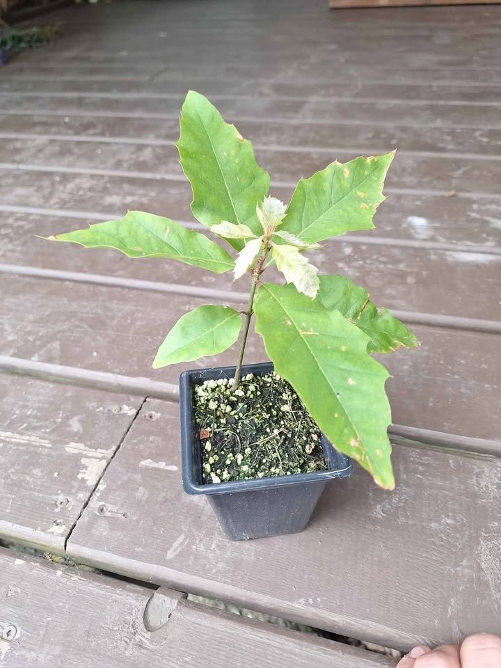 Red Oak Tree Sapling