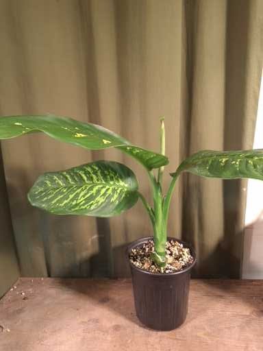 Diffenbachia