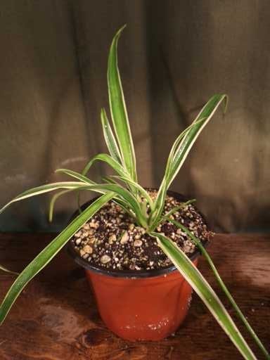 Spider Plant (Chlorophytum comosum)
