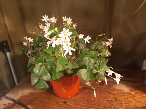 White Oxalis Plant 6inch pot