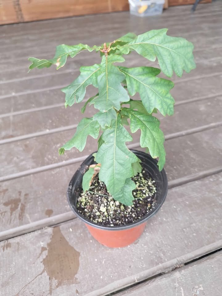 English Oak Tree Sapling - 4 inch pot