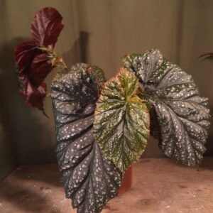 Angelwing Begonia
