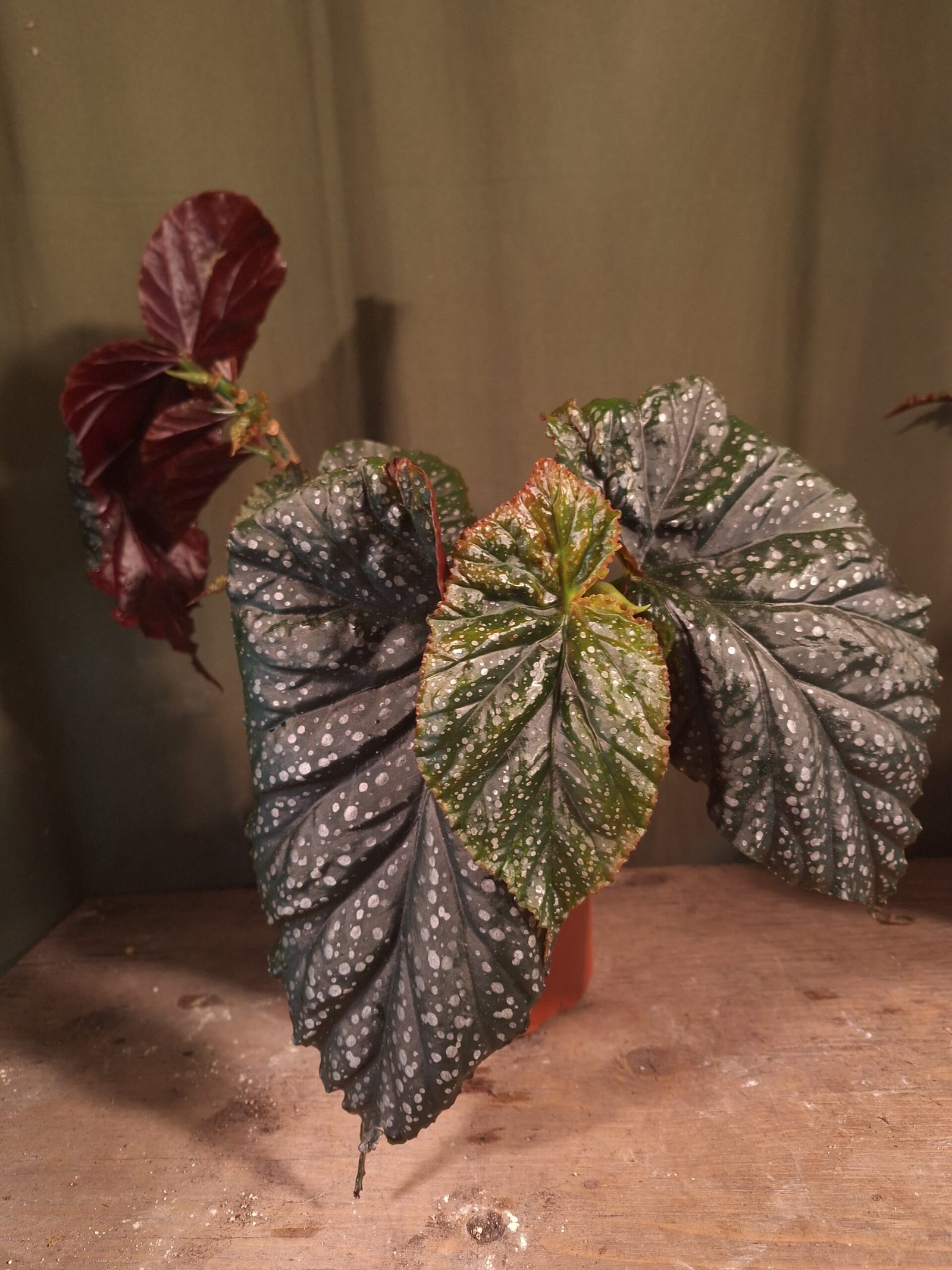 Angelwing Begonia