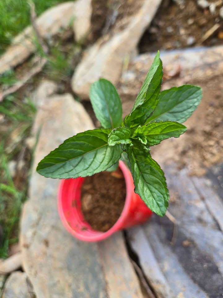 Fresh Mint Plant in 4 inch Pot