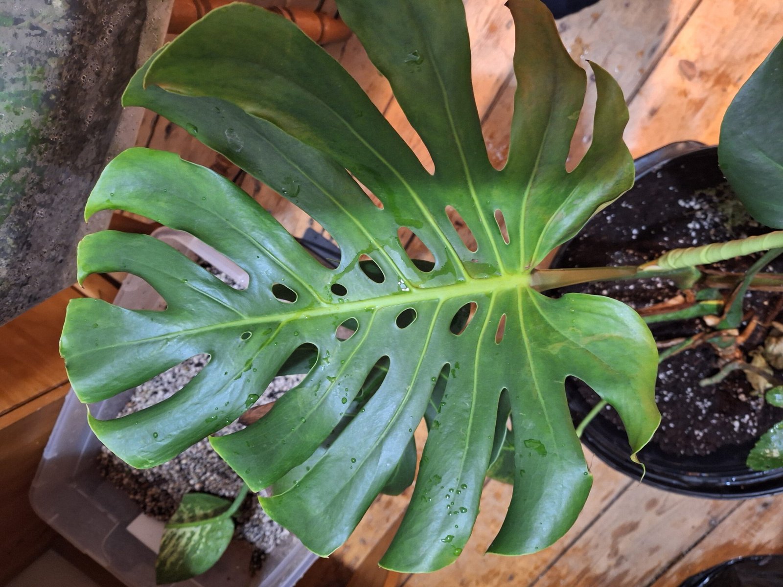 Monstera deliciosa
