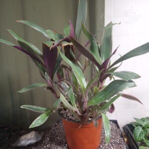 Purple Moses-in-the-Cradle Plant
