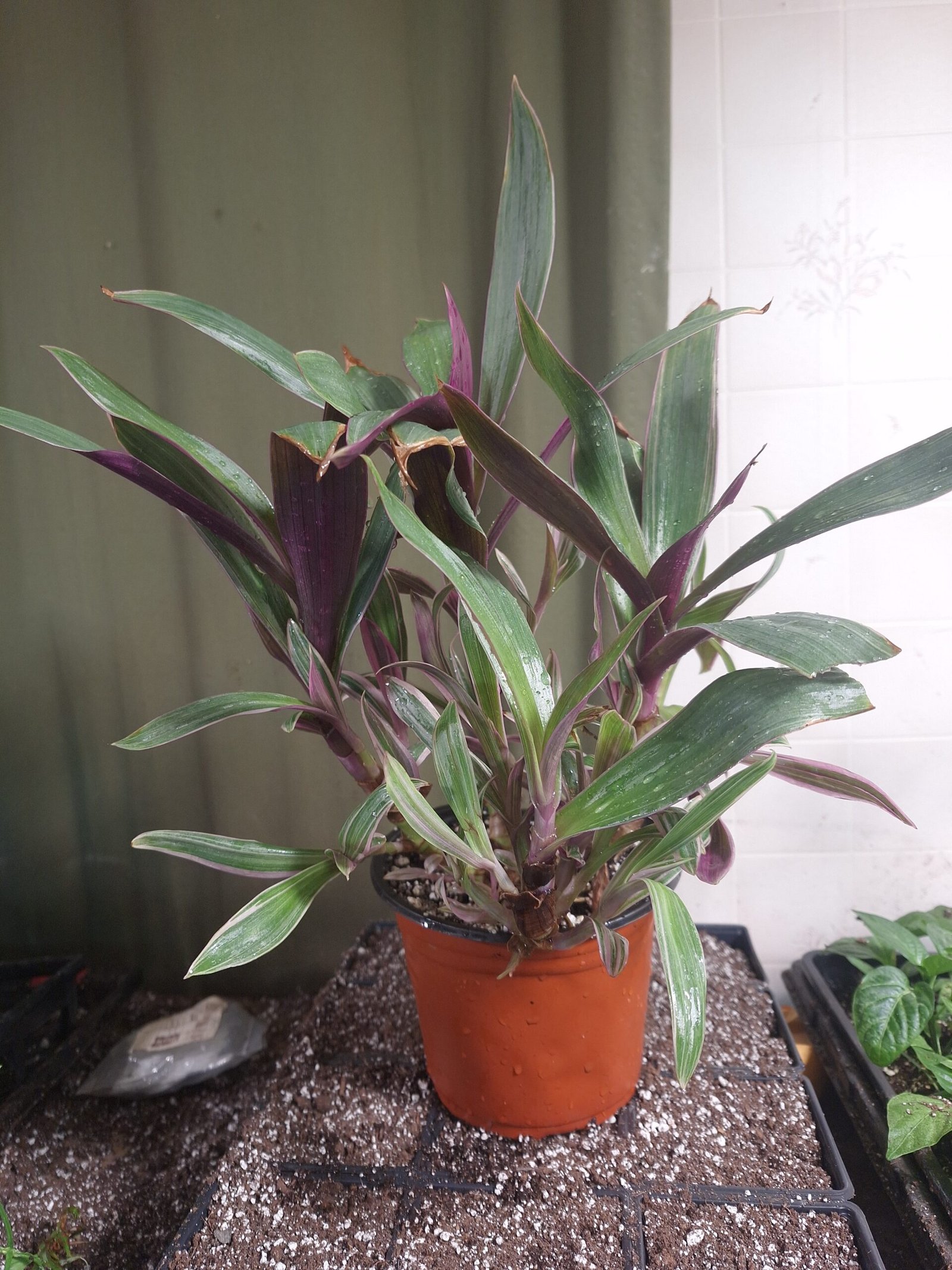 Purple Moses-in-the-Cradle Plant