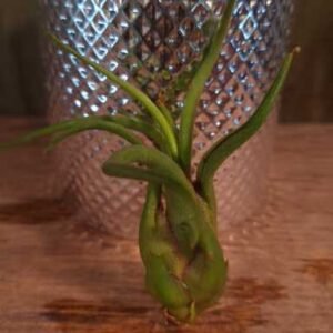 Air Plants