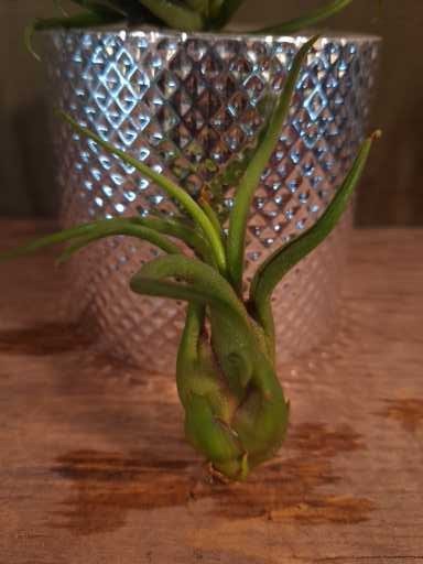 Air Plants